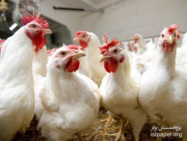 شیوع آنفولانزای مرغی ۲۷۰۰ کارگر را بیکار کرد